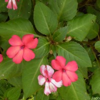 Impatiens walleriana Hook.f.